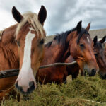 イギリス 「食肉用として日本に輸出される馬の輸送環境が劣悪。馬肉を食べることを禁止するべき」