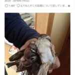 ズズメを狩って 丸焼きにして食べた 日本男 合法（画像あり）