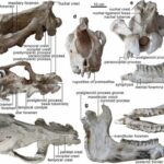 【画像】 推定22（ゾウの6倍）、体高7mのバカでかい哺乳類の化石が見つかる