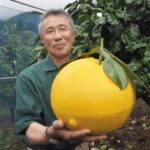 【速報】熊本でとんでもないミカンが収穫されギネス認定！！