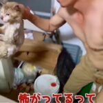 虐待動画の猫、保護されず「YouTuber」の手に戻る…弁護士は沖縄県警の対応も問題視  [156193805]