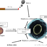 タバコの煙がコロナ受容体を抑制し、喫煙者は感染も重症化もしにくくなると判明　広島大学★３  [828293379]