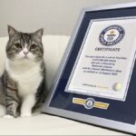 猫のもちまる日記 YouTubeで最も視聴された猫 としてギネス認定  [144189134]
