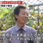 韓国　「ぶどう盗んで日本に勝った」  [307982957]