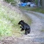 【くま】青森県の農道でクマに襲われ、散歩中の男性死亡  [773723605]