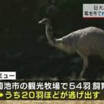 【とり】熊本県菊池市の牧場から、大型の鳥エミュー54羽が全部逃げる。現在も18羽が逃走中  [773723605]