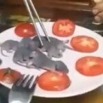 【閲覧注意】　中国人が生きたネズミを”踊り食い”する映像がネットで話題　（動画あり）  [307982957]