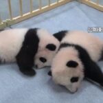 上野動物園の双子パンダの名前が「シャオシャオ」と「レイレイ」に決定  [773723605]