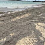 沖縄 奄美 砂浜に大量の軽石 ホテル困惑 海底火山の噴火原因か  [156193805]