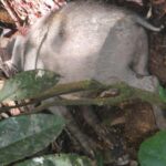 罠から逃れたイノシシに追われて崖から転落死  [844481327]