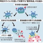 ワクチン接種先進国ほど感染が拡大してしまう理由が判明か　接種者の抗体産生や免疫反応に異常★２  [828293379]