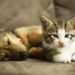 仏、ペット店で犬猫販売禁止へ　動物愛護で2024年から  [751633517]