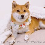 柴犬「毛布いいなコレ」モフモフぬくぬく〜とろける表情が可愛い  [645525842]