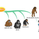 人間は宇宙人が自然発生した猿を遺伝子DNA操作して誕生した  [144189134]