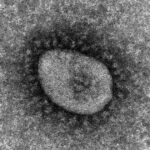 沖縄、２種類のコロナウイルスを検出、どちらもオミクロンから変異したとみられる  [422186189]