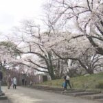 福岡や東京で「桜満開」に  [156193805]
