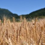 【朗報】インド「俺らがウクライナの分まで小麦を作る」　小麦不足解消へ  [323057825]