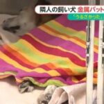 「鳴き声がうるさい」　犬の顔をハンマーのようなもので殴って逮捕  [448218991]