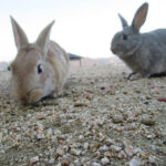 ウサギの島、観光客が餌放置でカラスが増殖、カラスがウサギを狩る事態に　注意喚起を行う  [194767121]