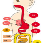 人体の口、喉、食道、胃、腸にばい菌がいるのはそこは人体の外側だから  [194767121]