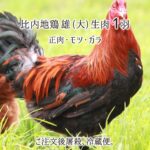 超高級鶏を謳う鶏舎に住民が激臭でカンカン  [194767121]