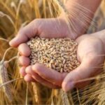 アメリカ政府「ロシアから肥料と小麦を買え」と大手企業に命令  [561344745]