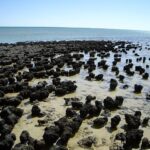 世界最大の植物、豪シャーク湾で発見。4500年歳、180kmの海藻  [561344745]