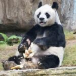 オスなのにアンアン。世界最高齢の雄パンダ死亡。香港  [896590257]
