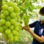 【泥棒国家】石川県が開発した超高級ブドウ、南朝鮮が無断栽培。何度目だこれで！！  [792141984]